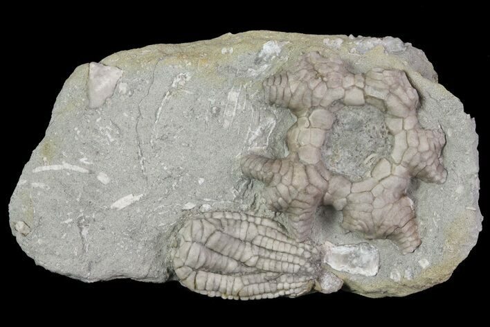 Two Crinoids (Sarocrinus & Agaricocrinus) - Crawfordsville, Indiana #68475